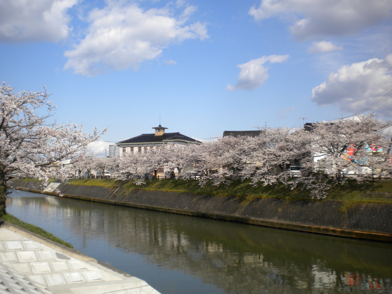 4月千本桜